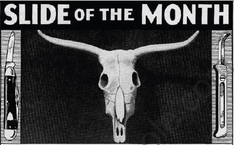 Boy's Life - 1951-05 - Slide of the Month - Steer Skull Slide - Whittlin Jim