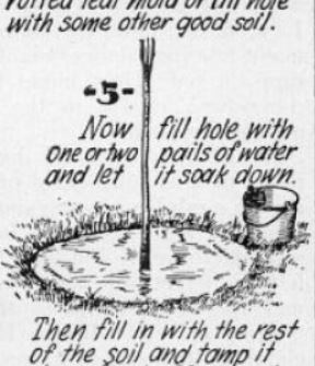 Boy's Life - 1948-04 - How to Plant Trees - Ben Hunt