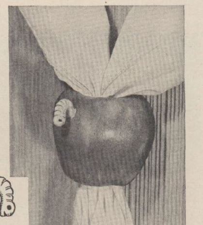 Boy's Life - 1954-12 - Neckerchief Slide of the Month - Wormy Apple - Whittlin Jim