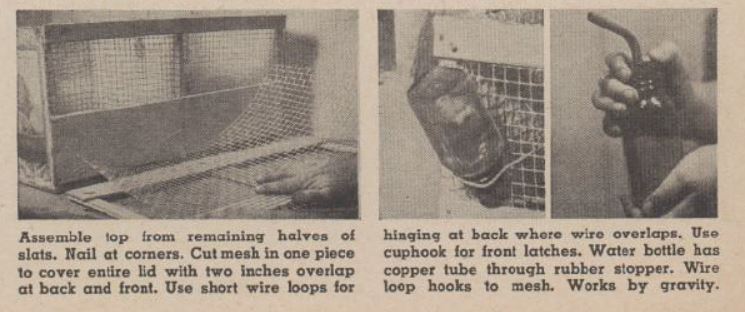 Boy's Life - 1950-02 - How to Make a Hamster Pen - Bob Jones
