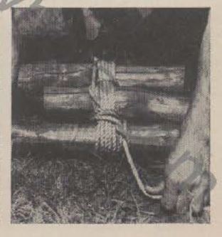 Boy's Life - 1950-03 - Tie a Shear Lashing