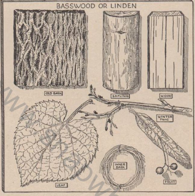 Boy's Life - 1950-11 - Wood Speciman Hike