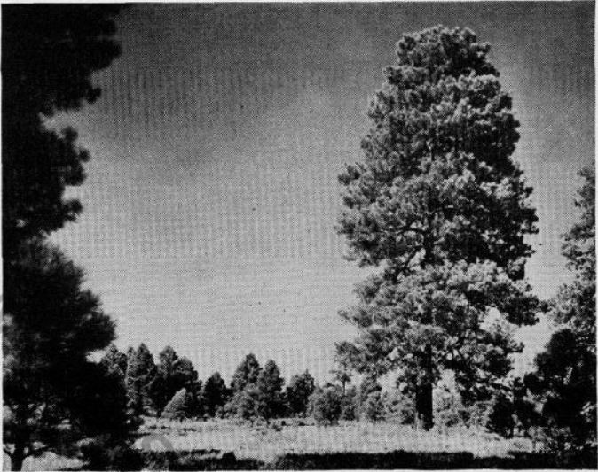 Boy's Life - 1951-04 - Ponderosa Pine-Glen Wagner