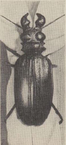 Boy's Life - 1960-04 - Neckerchief Slide of the Month - Giant Titanus Beetle - Whittlin Jim