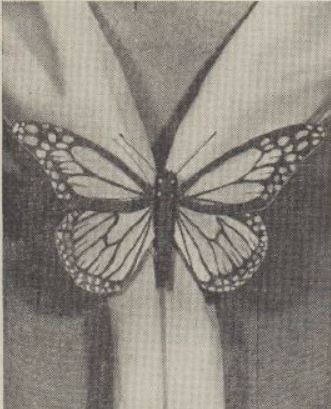 Boy's Life - 1960-08 - Neckerchief Slide of the Month - Milkweed Butterfly - Whittlin Jim