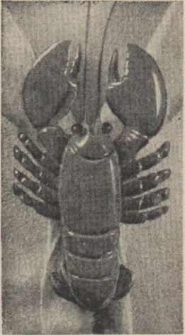 Boy's Life - 1960-10 - Neckerchief Slide of the Month - Boiled Lobster - Whittlin Jim